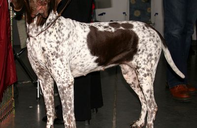 Ancien Chien d'Arrêt Danois