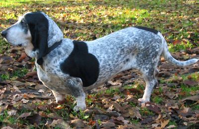 Basset Bleu de Gascogne