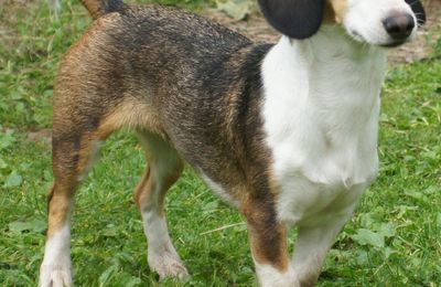 Basset de Westphalie