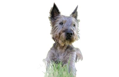Cairn Terrier
