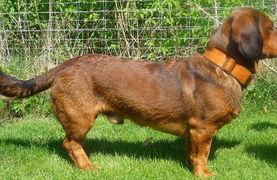 Basset des Alpes
