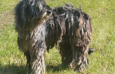Berger de Bergame