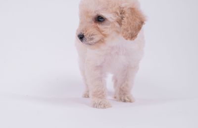 Caniche