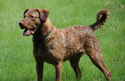 Chesapeake Bay Retriever