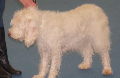 Chien Courant d'Istrie à Poil Dur