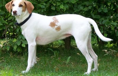 Chien Courant d'Istrie à Poil Ras
