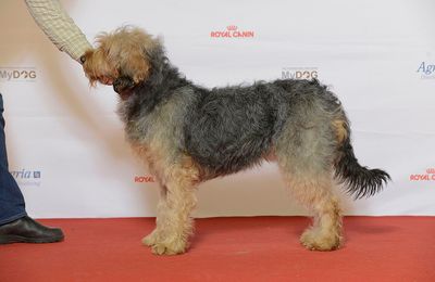 Chien Courant de Bosnie