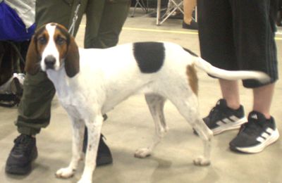 Chien Courant de Halden