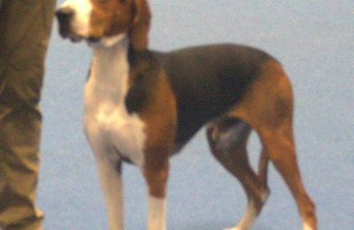 Chien Courant de Hamilton
