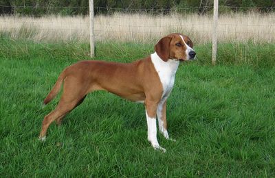 Chien Courant de Hygen