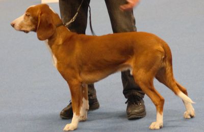 Chien Courant de Posavatz