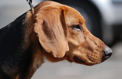 Chien Courant de Schiller