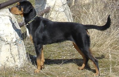 Chien Courant de Transylvanie