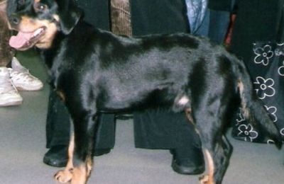 Chien Courant du Småland
