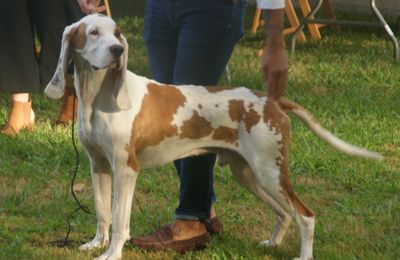 Chien Courant Espagnol