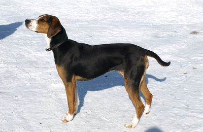 Chien Courant Finnois
