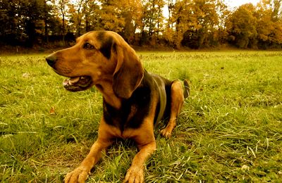 Chien Courant Grec