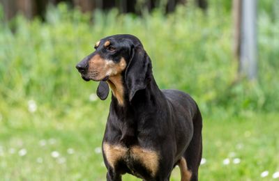 Chien Courant Italien