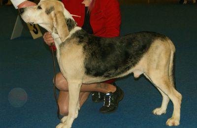 Chien Courant Norvégien