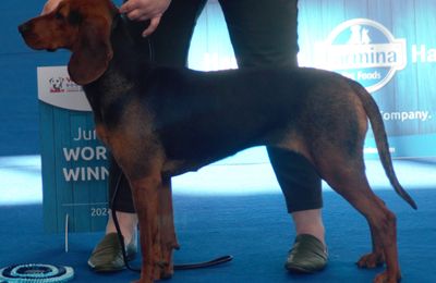Chien Courant Serbe