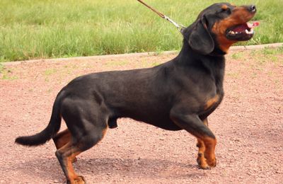 Chien Courant Slovaque