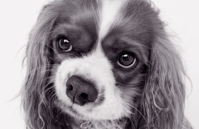 Cavalier King Charles