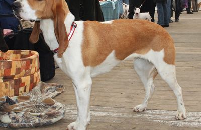 Chien Courant Suisse