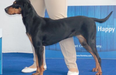 Chien Courant Yougoslave de Montagne