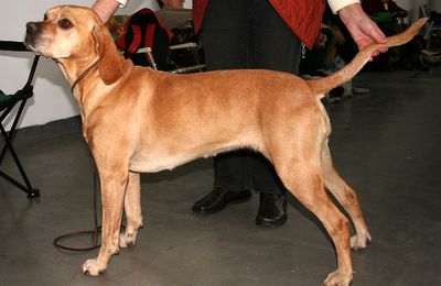 Chien d'Arrêt Portugais