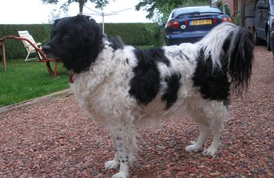 Chien d'Eau Frison