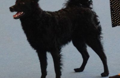 Chien de Berger de Croatie