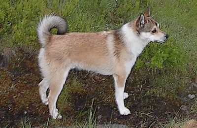 Chien Norvégien de Macareux