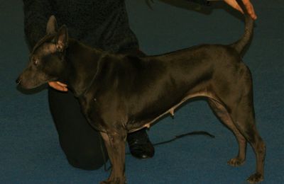 Chien Thaïlandais