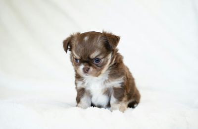 Chihuahua