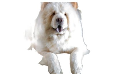 Chow Chow