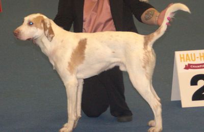 Foxhound Américain