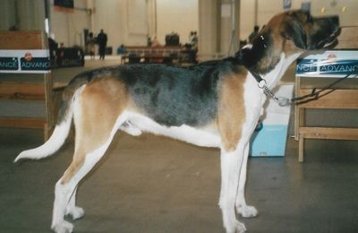 Foxhound Anglais