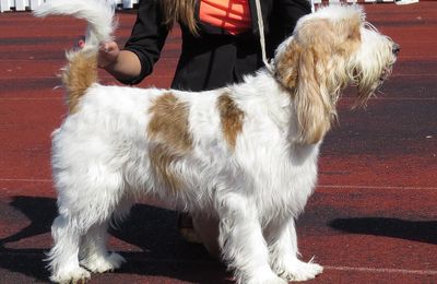 Grand Basset Griffon Vendéen
