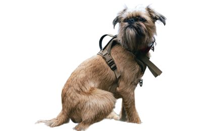 Griffon Bruxellois