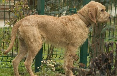 Griffon Fauve de Bretagne