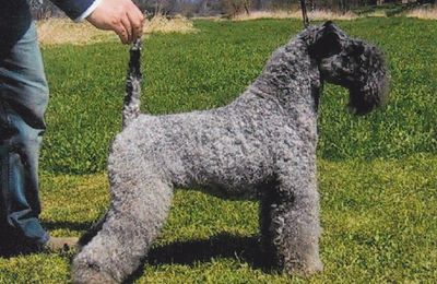 Kerry Blue Terrier
