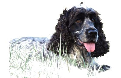 Cocker Spaniel Anglais