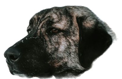 Mâtin Espagnol