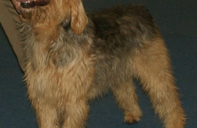 Otterhound