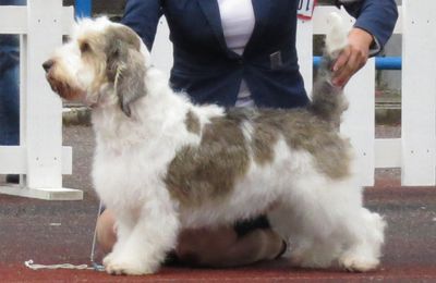 Petit Basset Griffon Vendéen