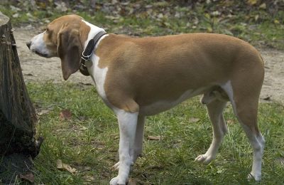 Petit Chien Courant Suisse