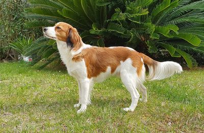 Petit Chien Hollandais de Chasse au Gibier d'Eau
