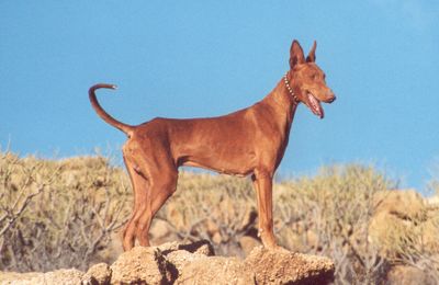Podenco Canario