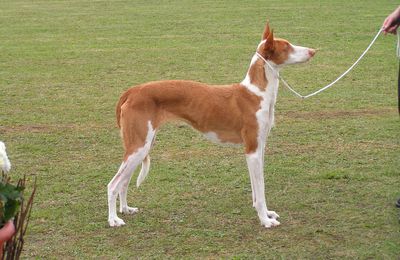 Podenco Ibicenco