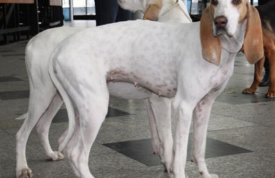 Porcelaine